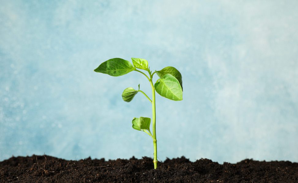 Seedling in black soil against light background, space for text. Environmental protection